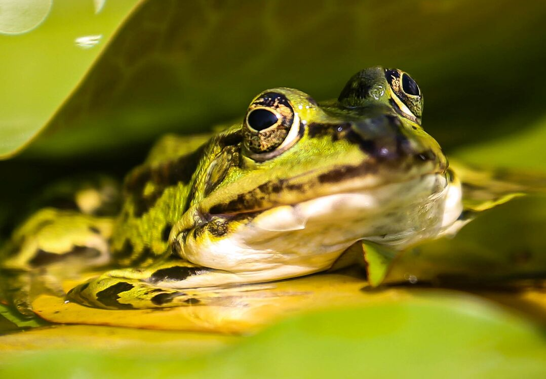 Water Feature ideas for your garden Urban Grow UK